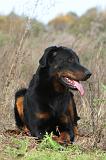 BEAUCERON 331